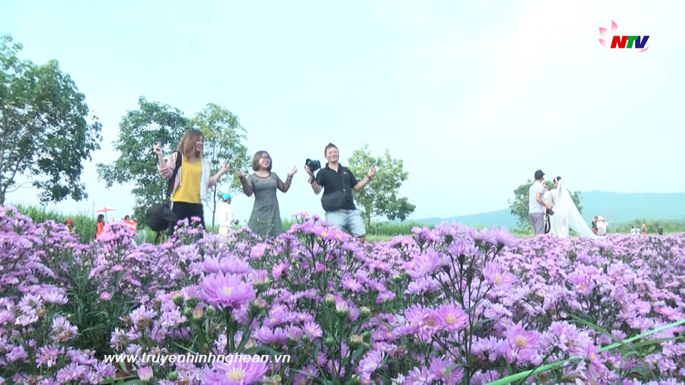 Đồi hoa xuân Thái Hòa đón nhiều du khách