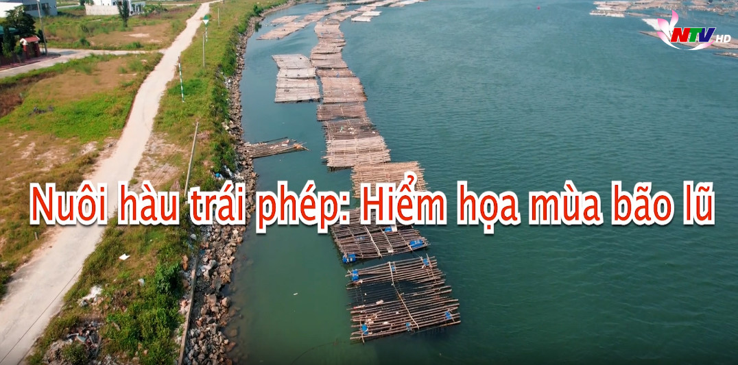 Nuôi hàu trái phép: Hiểm họa mùa bão lũ