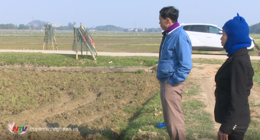 Nhiều diện tích lúa ở xã Trung Sơn, huyện Đô Lương đang chờ có nước để gieo cấy.