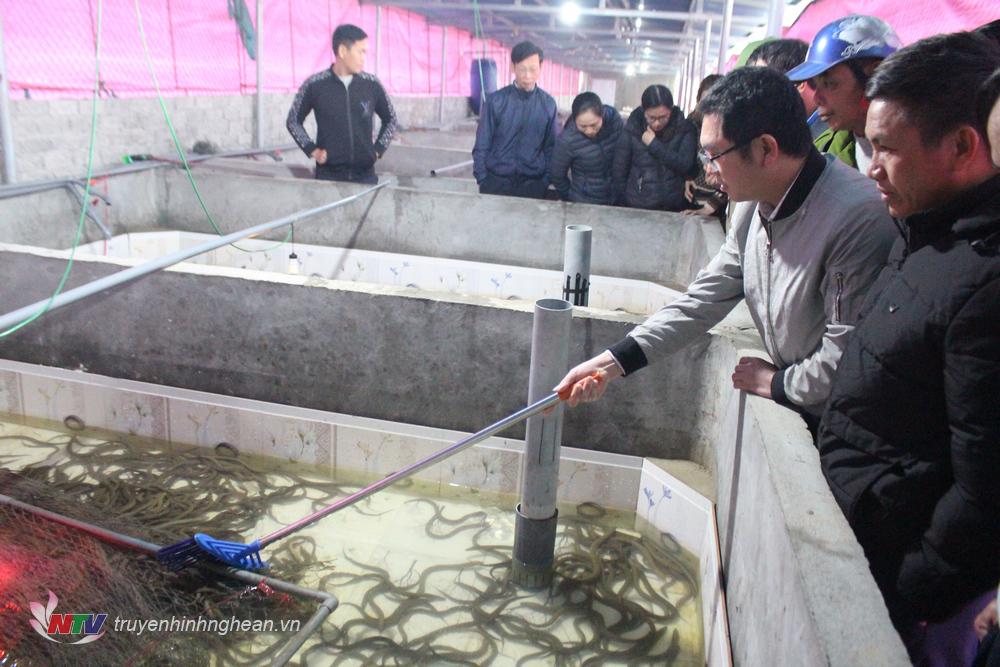 Các đại biểu tham quan mô hình “Ứng dụng khoa học công nghệ xây dựng mô hình nuôi lươn đồng thương phẩm qua đông bằng thức ăn công nghiệp tại hộ gia đình anh Vũ Thế Đông, xã Quỳnh Bá.