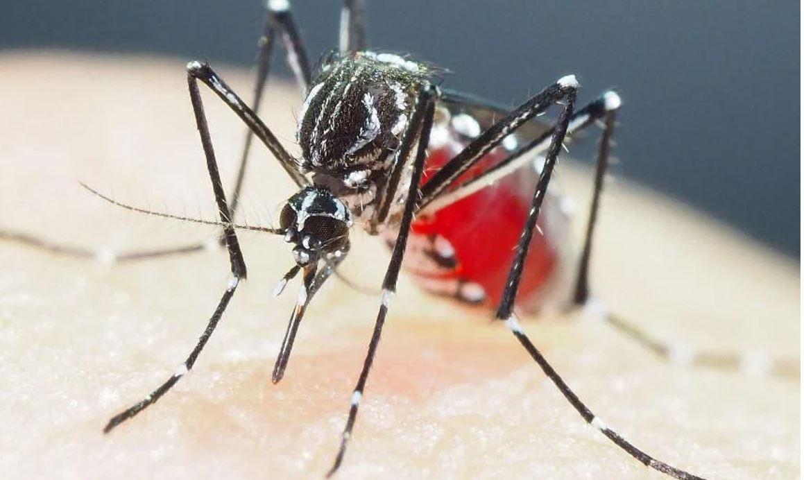 Muỗi truyền bệnh ở châu Á đã phát triển khả năng kháng thuốc diệt côn trùng gấp 10 lần mức trước đây. Ảnh: AFP