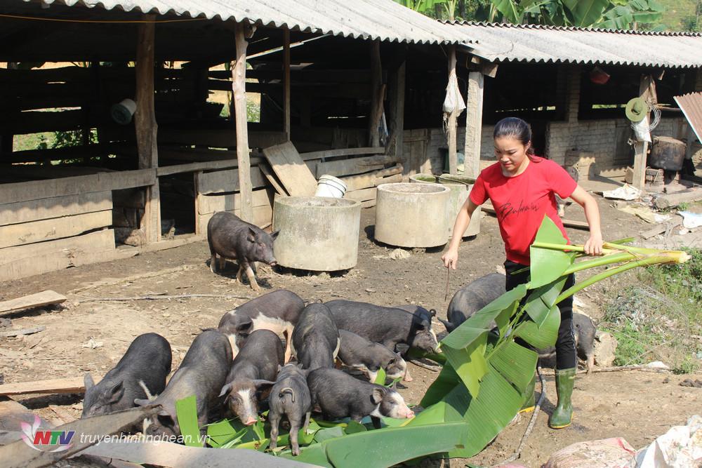 Trên địa bàn huyện có hàng chục mô hình nuôi lợn đen lai rừng được người tiêu dùng ưa chuộng.