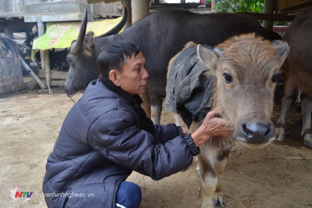 Để đảm bảo đàn vật nuôi, người dân còn dùng áo ấm để che ấm cho cho trâu, bò.