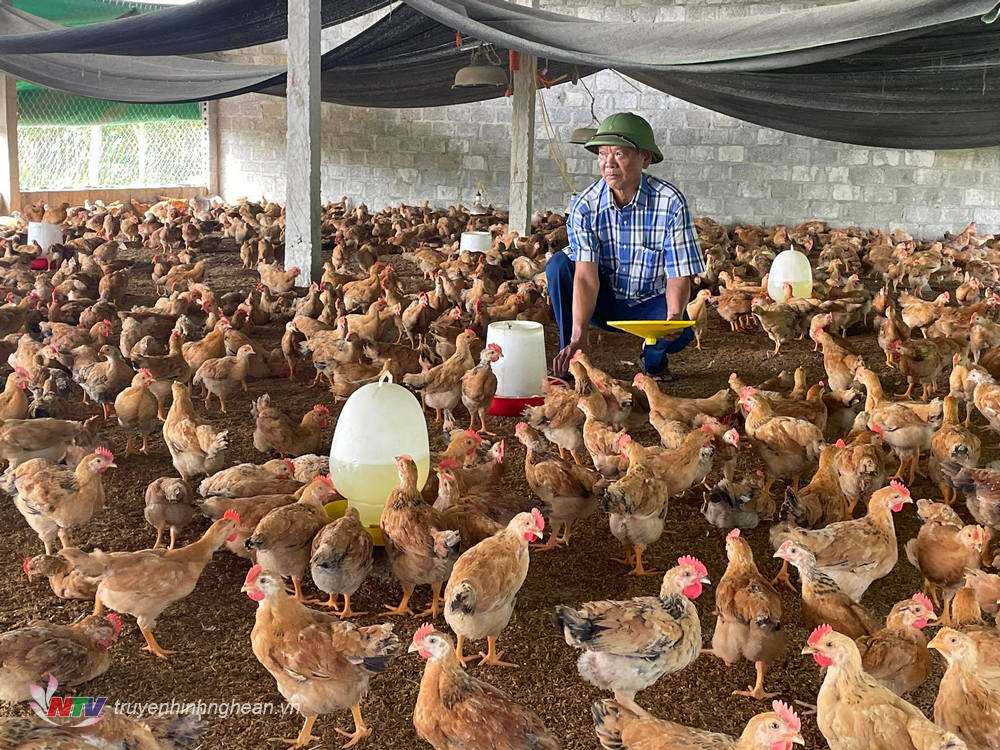 Gia đình ông Nguyễn Văn Nam ở xóm Tân Phong xã Nghĩa Hưng đưa trấu ra rải ở sàn chuồng tạo lớp đệm dày cho gà ấm.