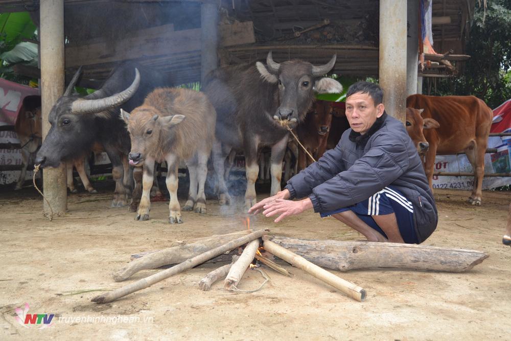 Ông Vi Văn Soát, bản Khe Rạn xã Bồng Khê, Con Cuông nhóm lửa sưởi ấm cho đàn trâu, bò.