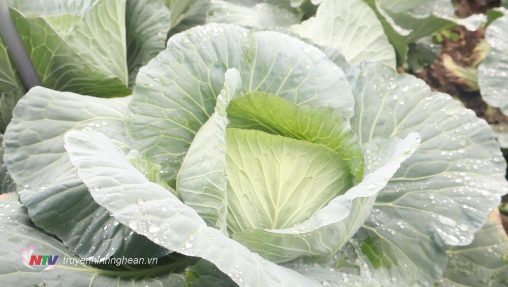 Mỗi ngày, hàng chục tấn rau màu của huyện Quỳnh Lưu cung cấp ra thị trường.