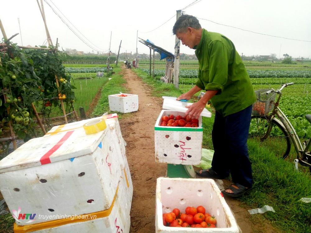 Vụ rau Tết, bà con vùng rau huyện Quỳnh Lưu đa dạng sản phẩm rau màu phục vụ thị trường.