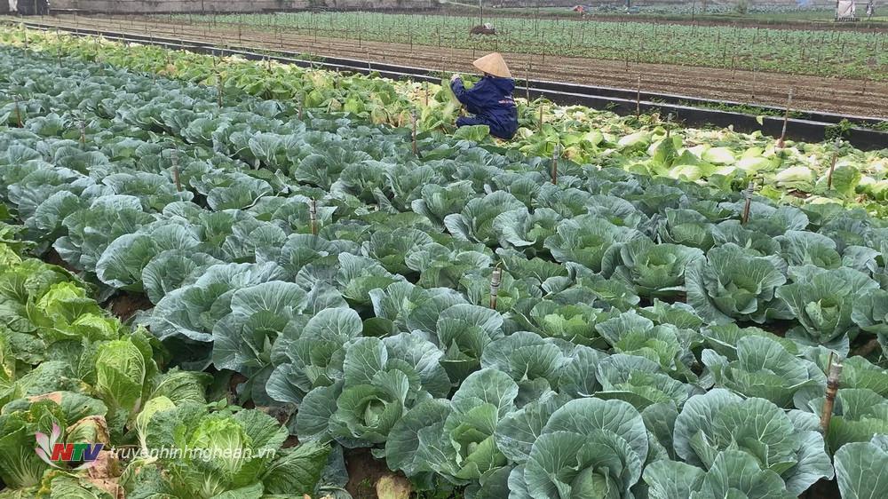 Toàn huyện Quỳnh Lưu đã gieo trồng được 650 ha/ kế hoạch 1.600 ha rau màu vụ xuân.
