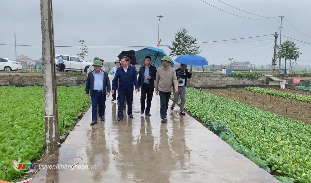 Phó Chủ tịch UBND tỉnh Nguyễn Văn Đệ cùng đoàn công tác thăm vùng chuyên canh rau màu Quỳnh Lưu