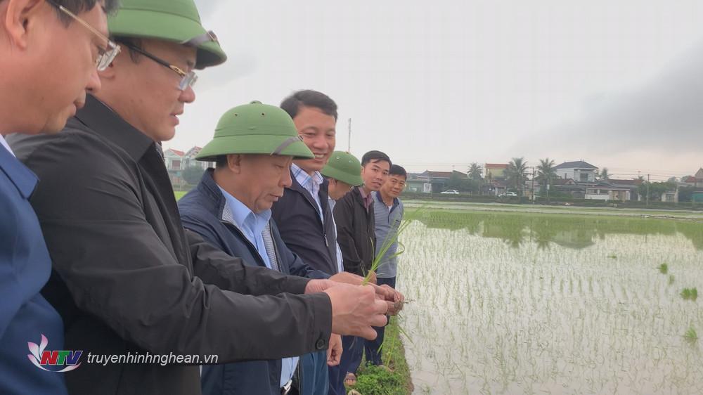 Đoàn công tác kiểm tra tình hình sản xuất lúa xuân tại huyện Quỳnh Lưu. 