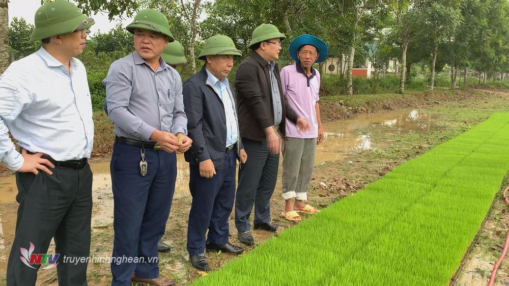 Phó Chủ tịch UBND tỉnh Nguyễn Văn Đệ cùng đoàn công tác thăm mô hình bắc mạ cấy tại xã Diễn Liên- địa phương có phong trào liên kết sản xuất rất phát triển tại huyện Diễn Châu