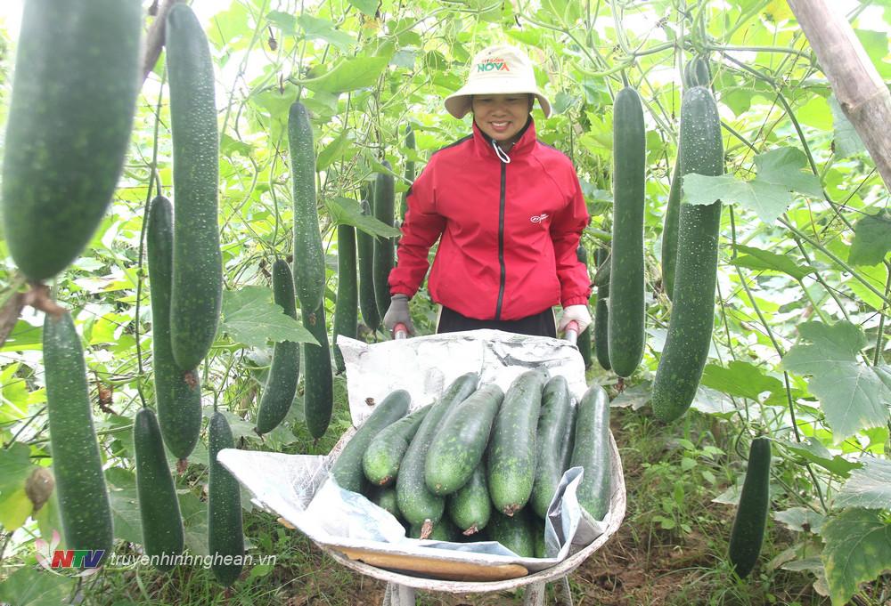 Gia đình chị Nguyễn Thị Giang thôn Hội Lâm, Cẩm Sơn trồng 8 sào bí xanh trong vụ đông. 