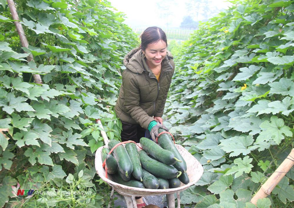 Thu hoạch bí xanh trên vùng bãi ven sông Lam.