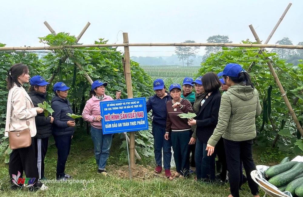 Chi cục Trồng trọt và Bảo vệ thực vật Nghệ An xây dựng mô hình “sản xuất rau đảm bảo an toàn thực phẩm” trên cây bí vụ đông ở 2 xã Đức Sơn và Cẩm Sơn.