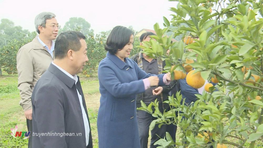 Phó Chủ tịch UBND tỉnh Nguyễn Văn Đệ kiểm tra các mô hình trồng cam xã Đoài tại huyện Nghi Lộc.