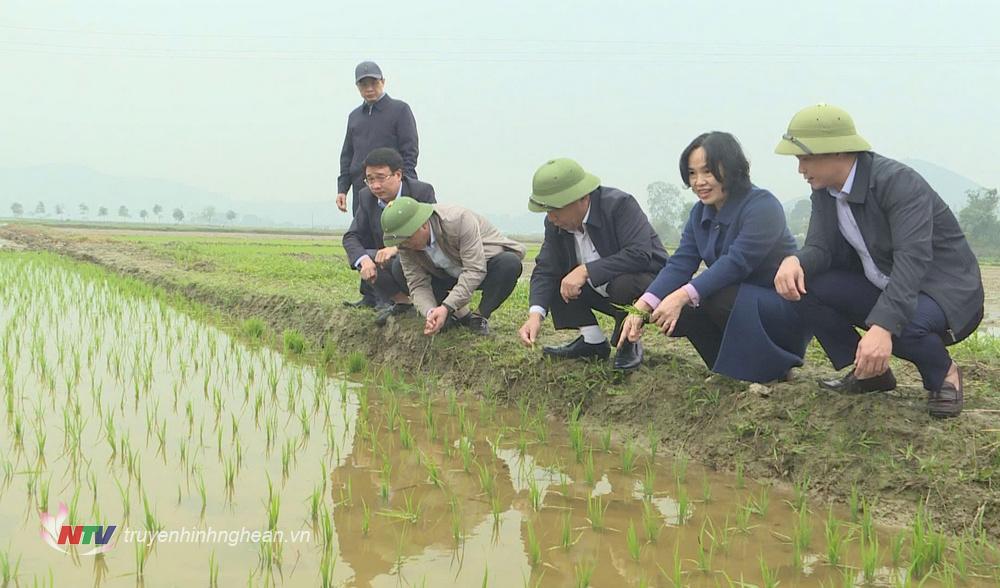 Phó Chủ tịch UBND tỉnh Nguyễn Văn Đệ cùng đoàn công tác kiểm tra tình hình sản xuất tại xã Châu Nhân và xã Hưng Phúc, Hưng Tây, huyện Hưng Nguyên.