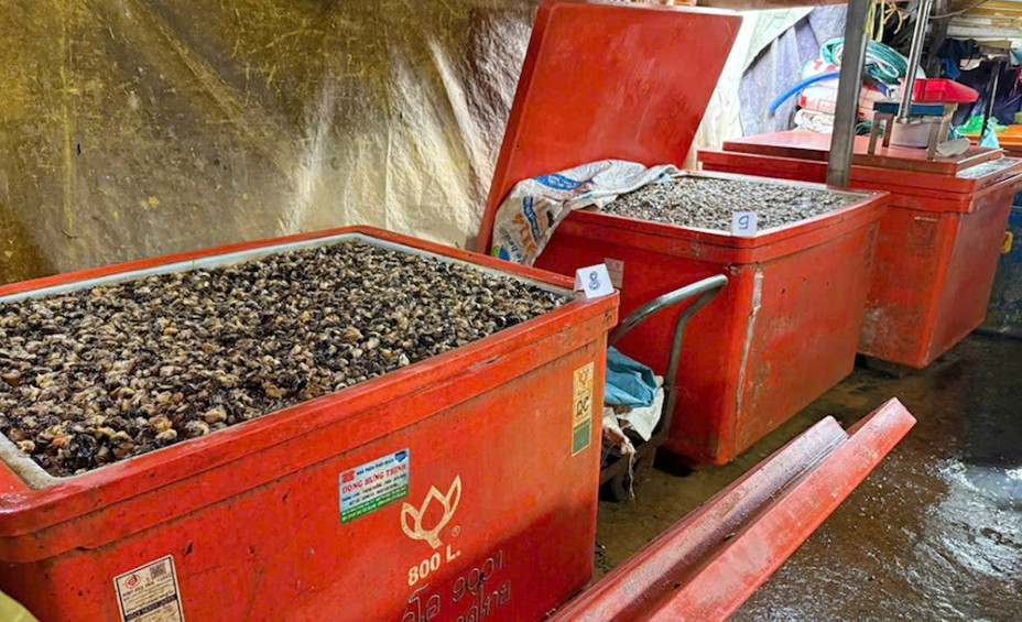 Ốc ngâm hóa chất được lực lượng chức năng phát hiện. Ảnh: CACC