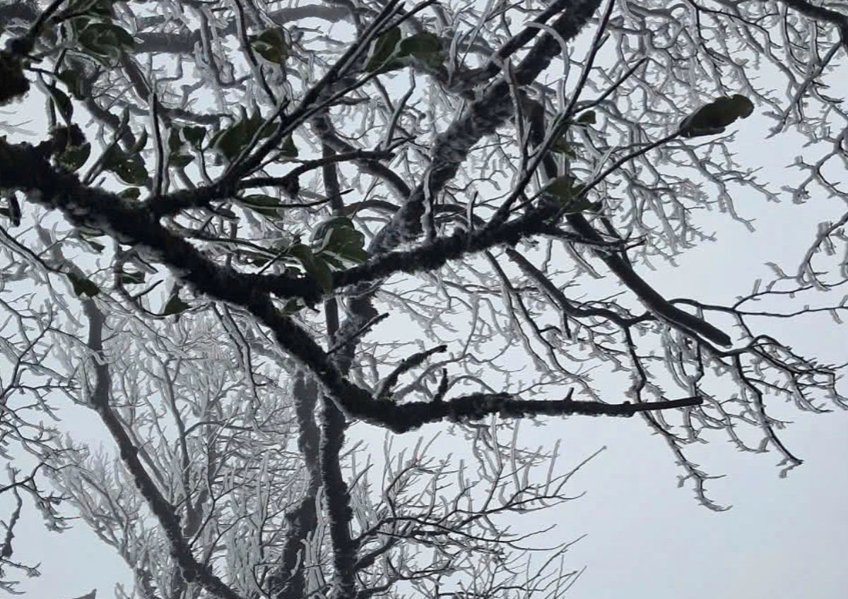 Băng giá trên đỉnh Phia Oắc (Cao Bằng) ngày 7/1. Ảnh: Đặng Khương