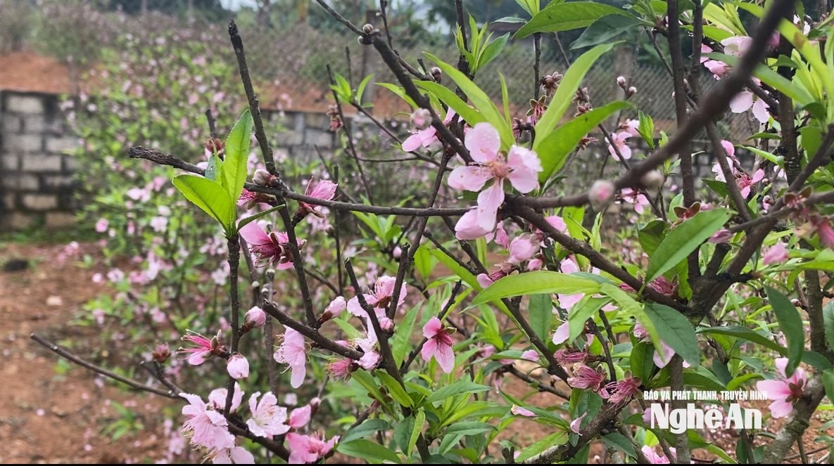 Những vườn đào phai Kim Thành ở xã Quang Đồng đã nở bung .