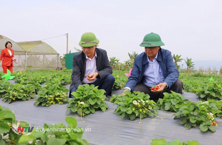 Đoàn công tác kiểm tra mô hình trồng dâu tây giống Nhật ứng dụng.  sản xuất công nghệ cao tại Hưng Nguyên