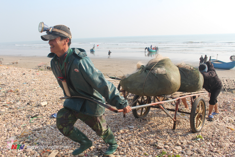 Ngư dân xã Quỳnh Nghĩa (Quỳnh Lưu) kéo từng bọc lưới cá trích lên bờ.