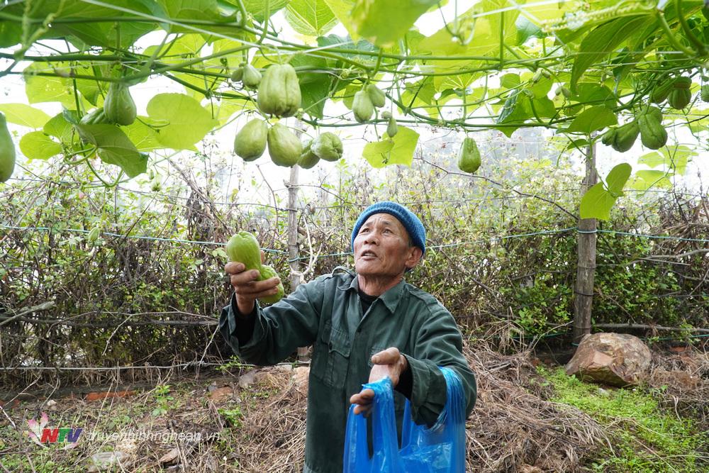 Nông dân thị xã Hoàng Mai thu hoạch su su cung ứng thị trường Tết Nguyên đán.