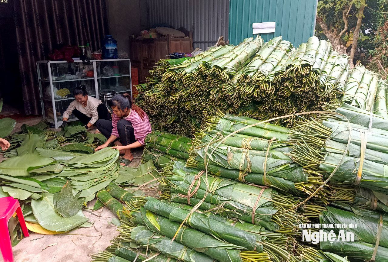 Lá dong được thương lái thu mua, lựa chọn kỹ lưỡng rồi vận chuyển về xuôi, kịp phục vụ người dân gói bánh chưng, bánh tét trước Tết. Ảnh: Xuân Hoàng