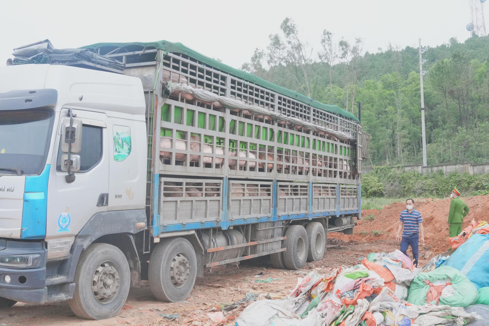 Xe ô tô chở hơn 15 tấn lợn nhiễm dịch tả lợn châu Phi bị lực lượng chức năng phát hiện, ngăn chặn kịp thời. Ảnh: Phạm Thủy