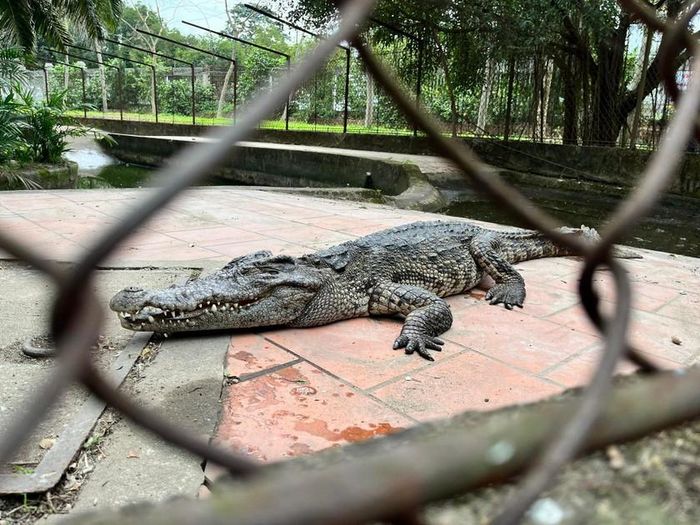 Đàn cá sấu hơn chục con được nuôi trong công viên Trung tâm thành phố Vinh