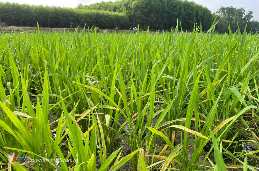 Nhiều diện tích lúa trên địa bàn huyện Nghĩa Đàn đang nhiễm bệnh đạo ôn.