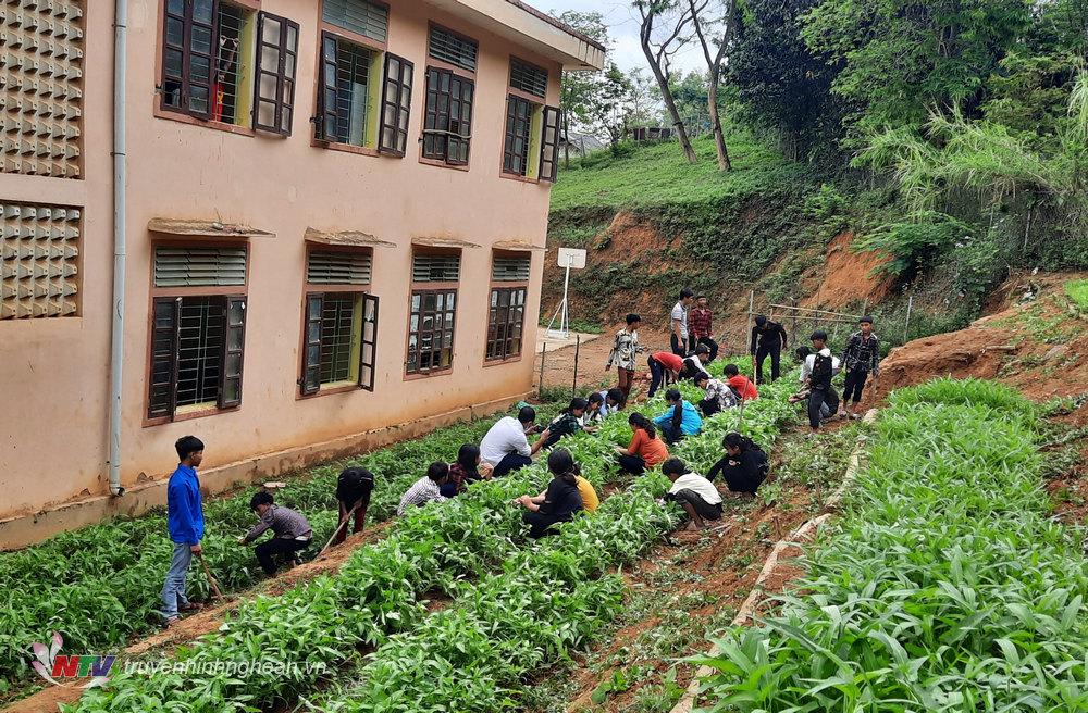 3.Hoạt động chăm sóc vườn rau bán trú của học sinh nhà trường.
