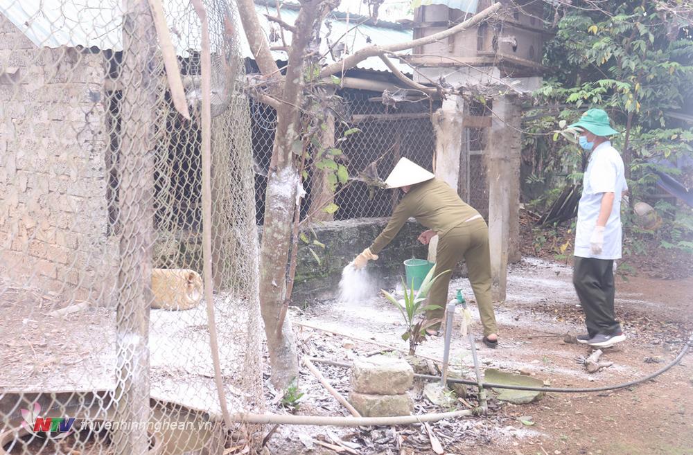 Các hộ chăn nuôi chủ động phòng dịch bằng các dùng vôi bột vệ sinh tiêu độc khử trùng khu vực chăn nuôi