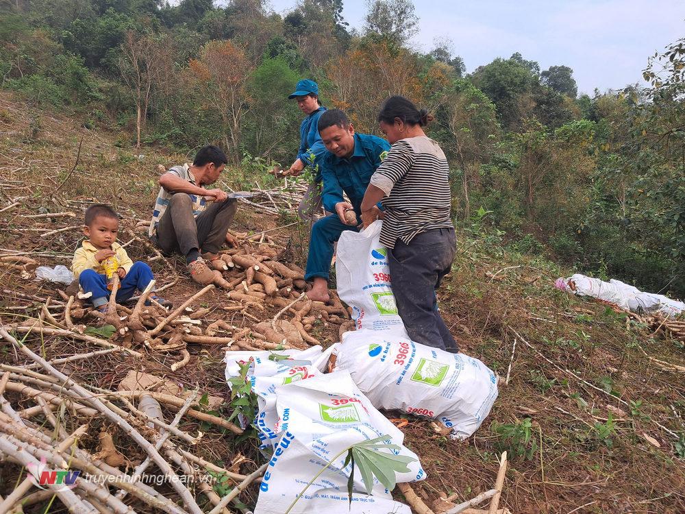 Lực lượng dân quân tự vệ xã Hữu Kiệm giúp dân thu hoạch các diện tích sắn.