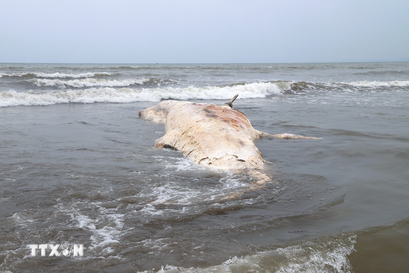 Cận cảnh xác cá voi trôi dạt vào bờ biển thuộc làng biển xóm Phú Thành (xã Hải Châu, tỉnh Nghệ An). (Ảnh: Xuân Tiến/TTXVN)