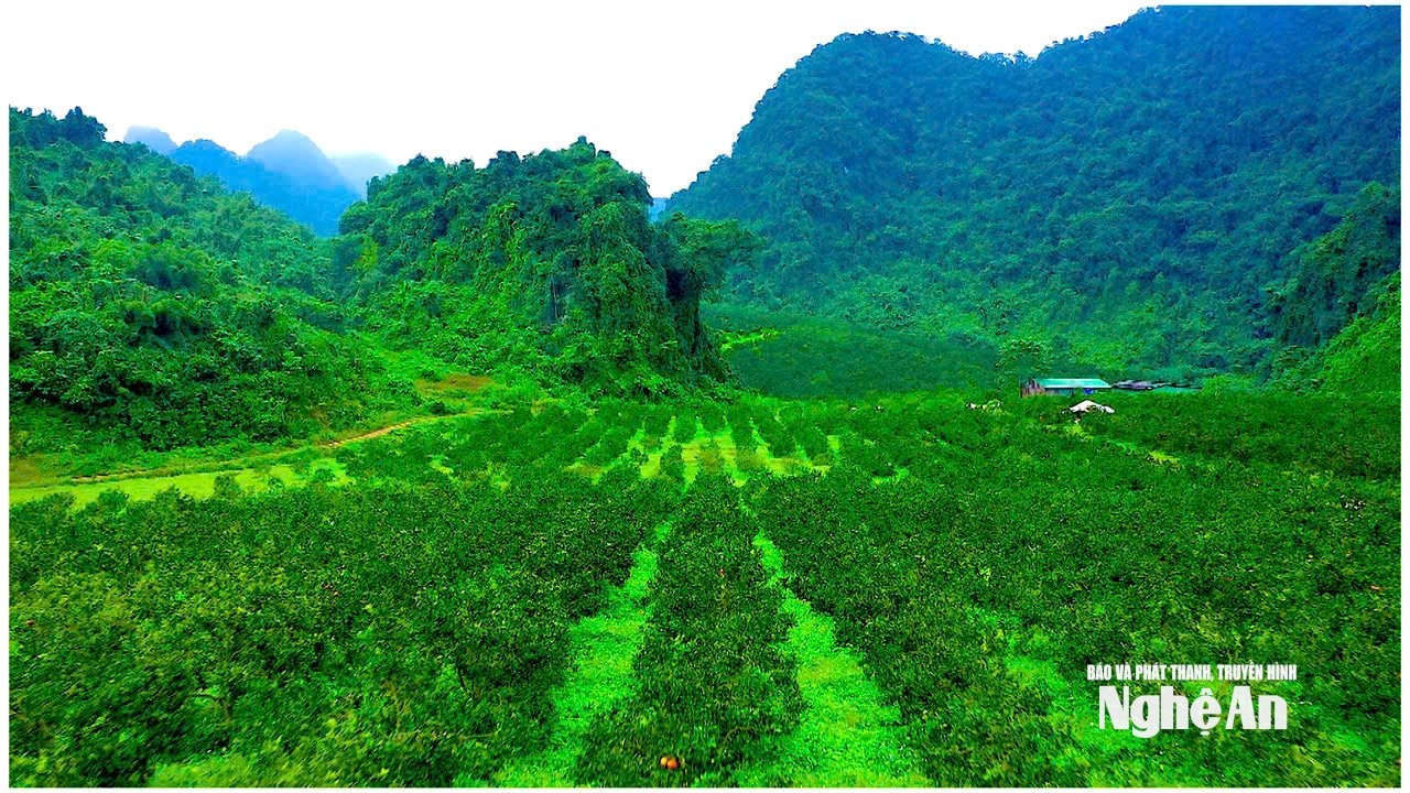 Những đồi cam xanh trải dài giữa vùng núi Môn Sơn - mô hình sản xuất nông nghiệp hàng hóa đang góp phần tạo sinh kế cho người dân vùng biên. Ảnh: Như Phong