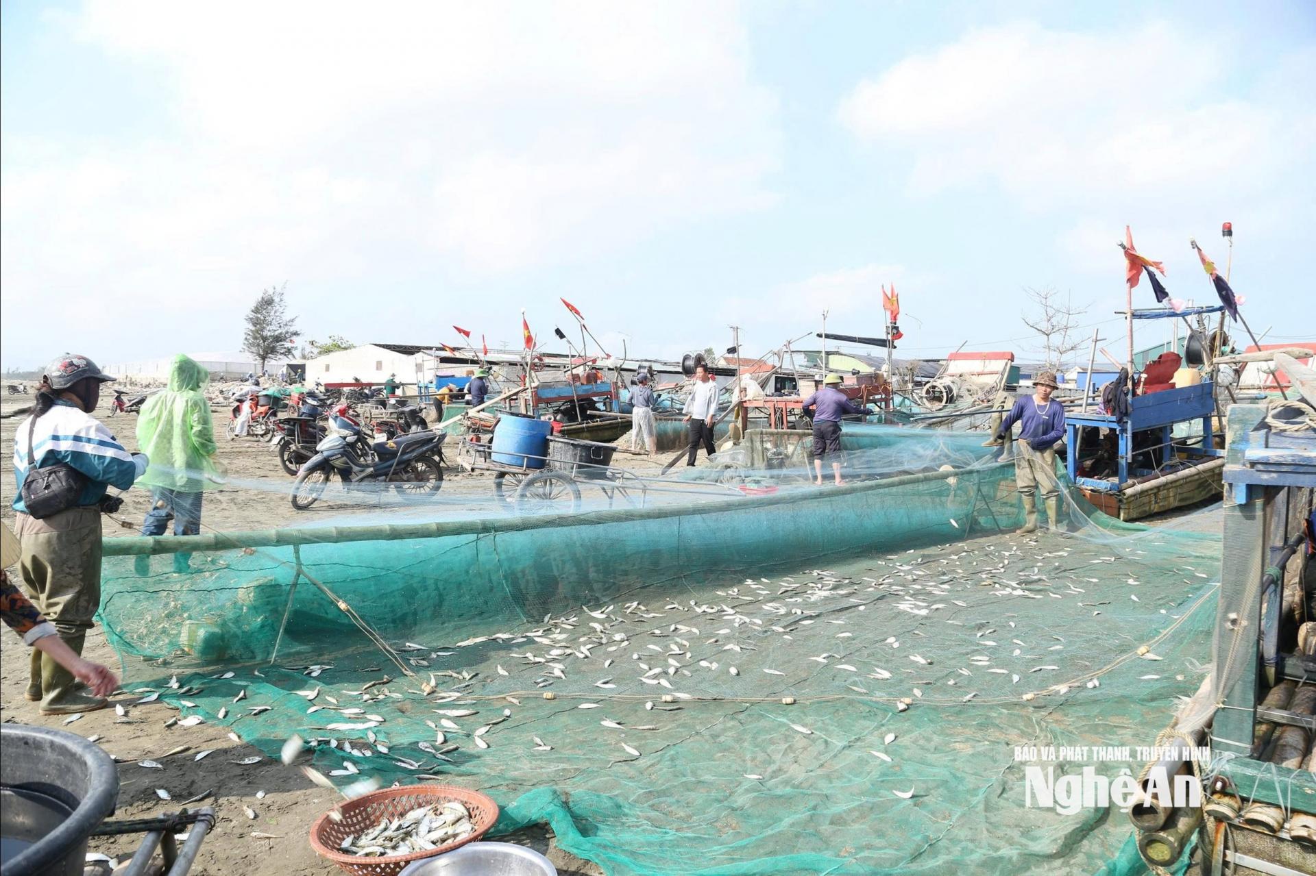 Những tay lưới nặng trĩu được kéo lên bờ. Người gỡ cá, người phân loại, người vận chuyển… Ảnh: Đình Tuyên