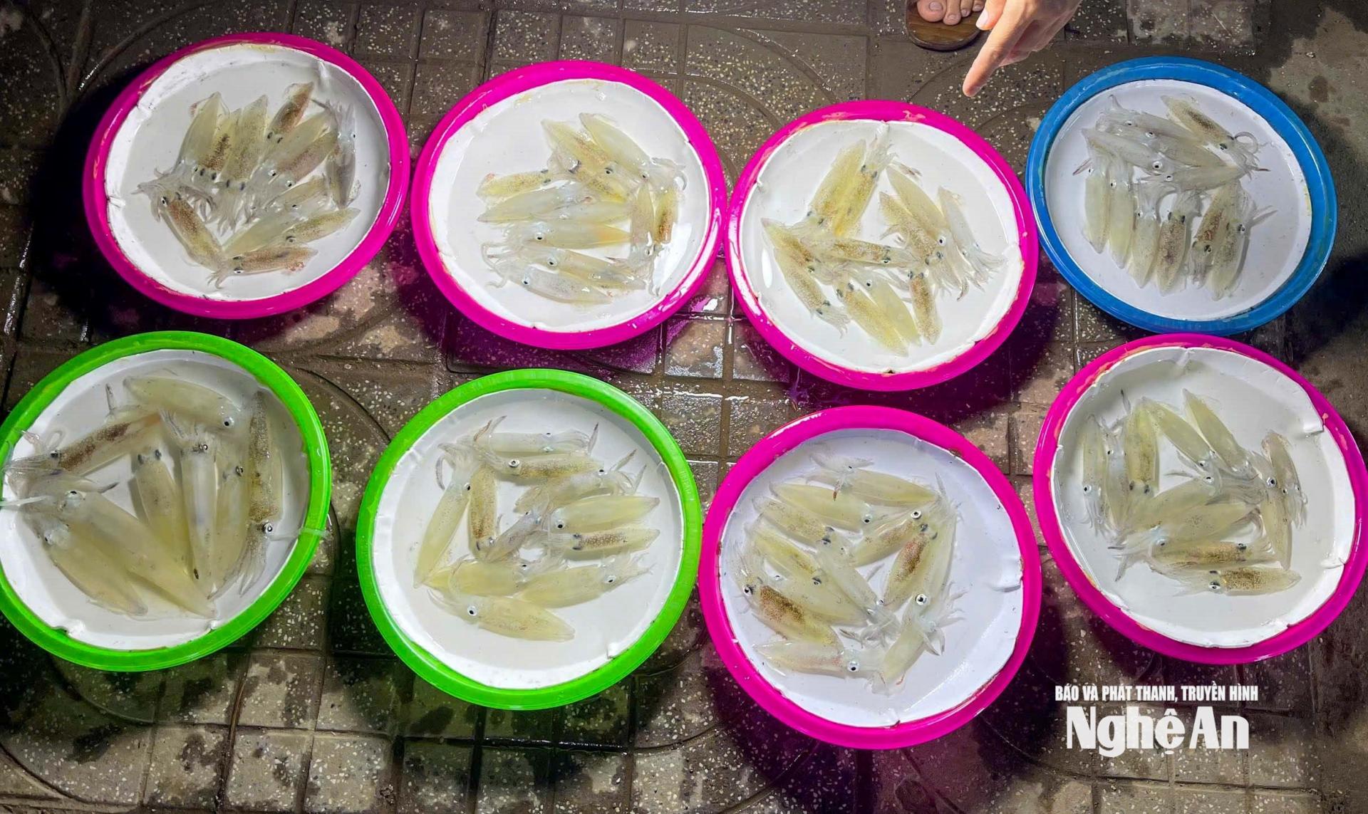 Những mớ mực tươi ngon vừa được ngư dân đưa lên bờ. Ảnh: Đình Tuyên