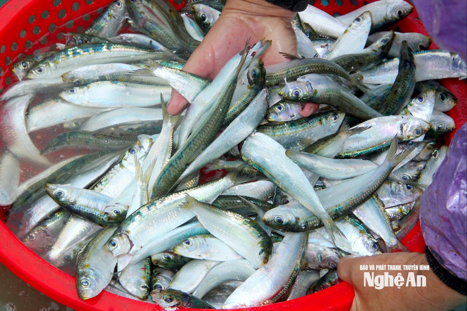 Cá trích tươi rói được đánh bắt mỗi ngày và nướng tại chỗ phục vụ thực khách. Ảnh: Q.A