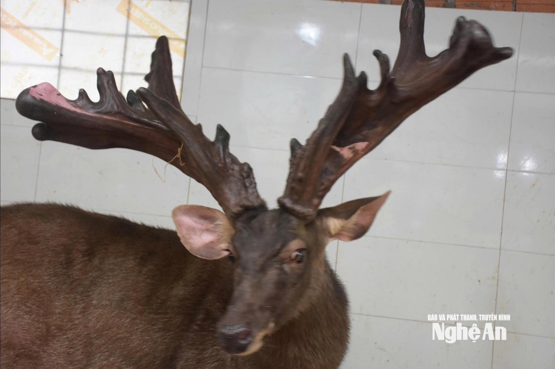 Con nai có cặp nhung khủng. Ảnh: P..V