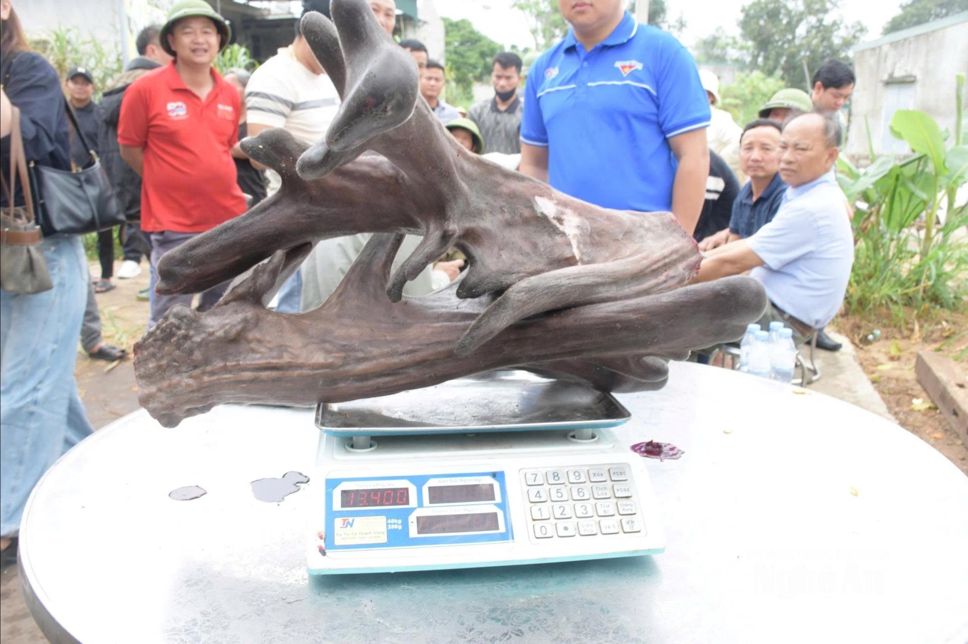 Trọng lượng cặp nhung lên đến 13, 4 kg. Ảnh: P.V