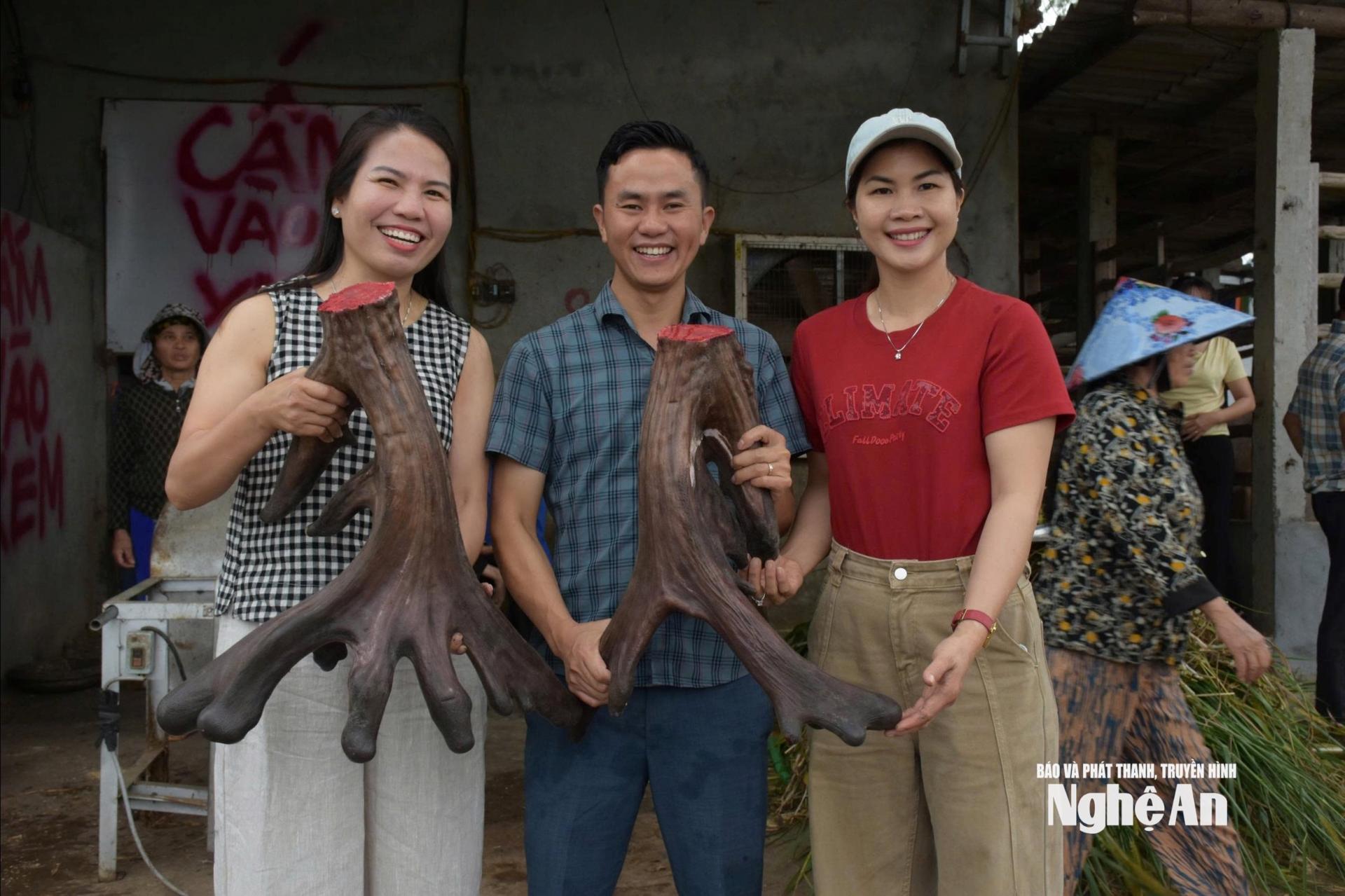 Cặp nhung được đơn vị thu mua với giá hơn 100 triệu đồng. Ảnh: P.V