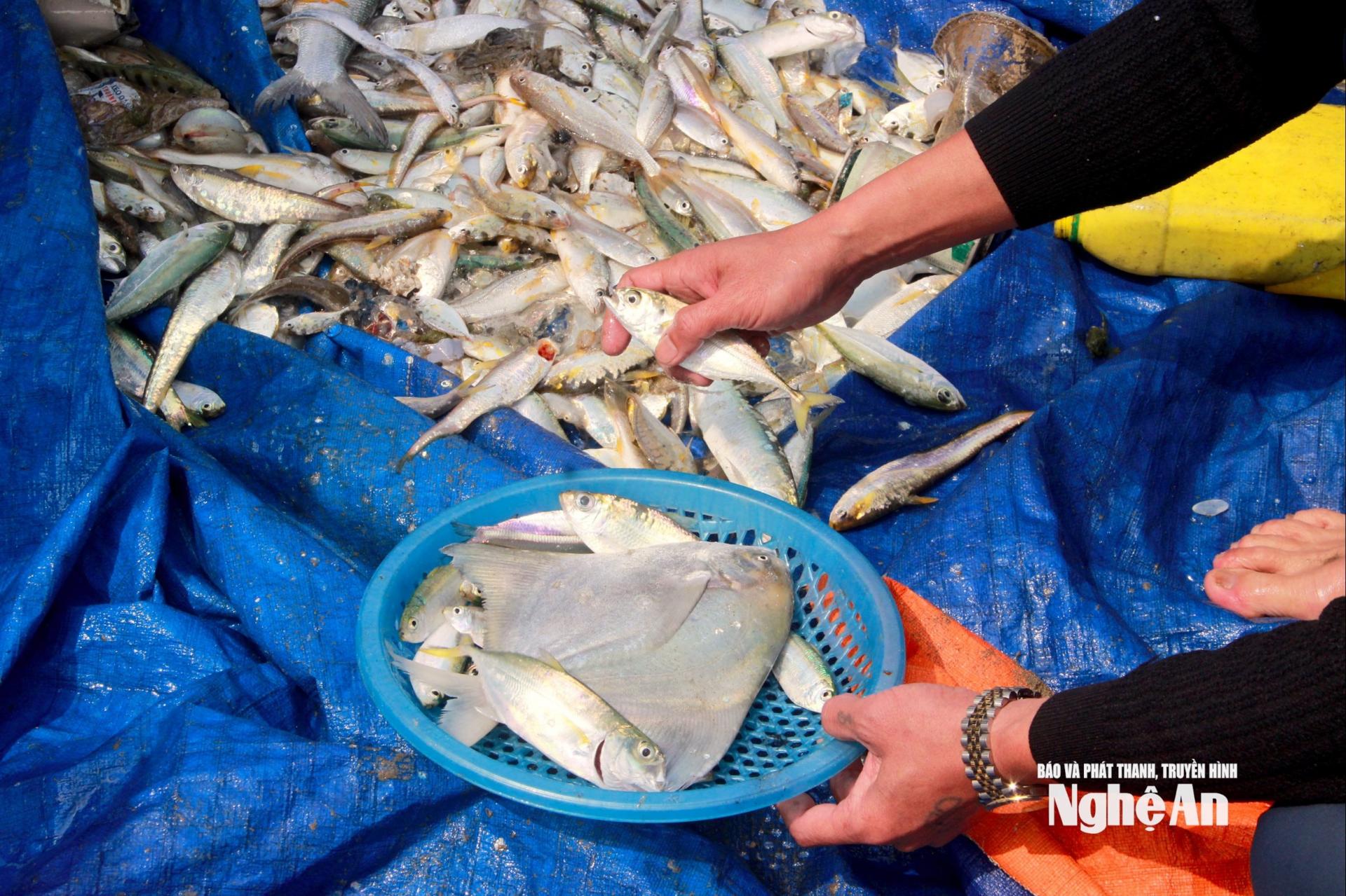 Những mẻ cá tươi rói từ những nhịp kéo lưới rùng. Ảnh: Q.A