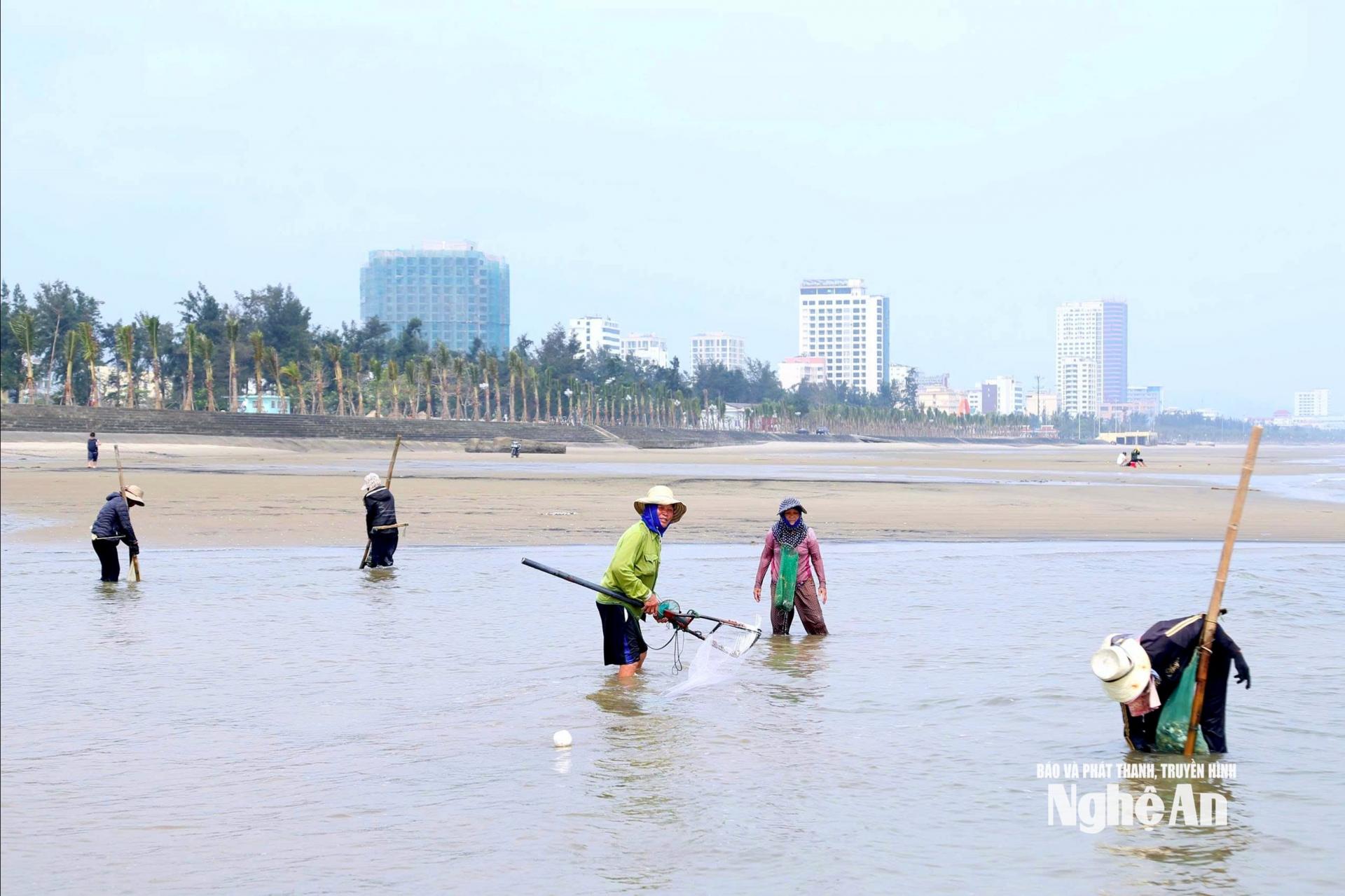 Nhiều ngư dân tập trung cào ngao ven biển Cửa Lò lúc sáng sớm. Ảnh: Q.A