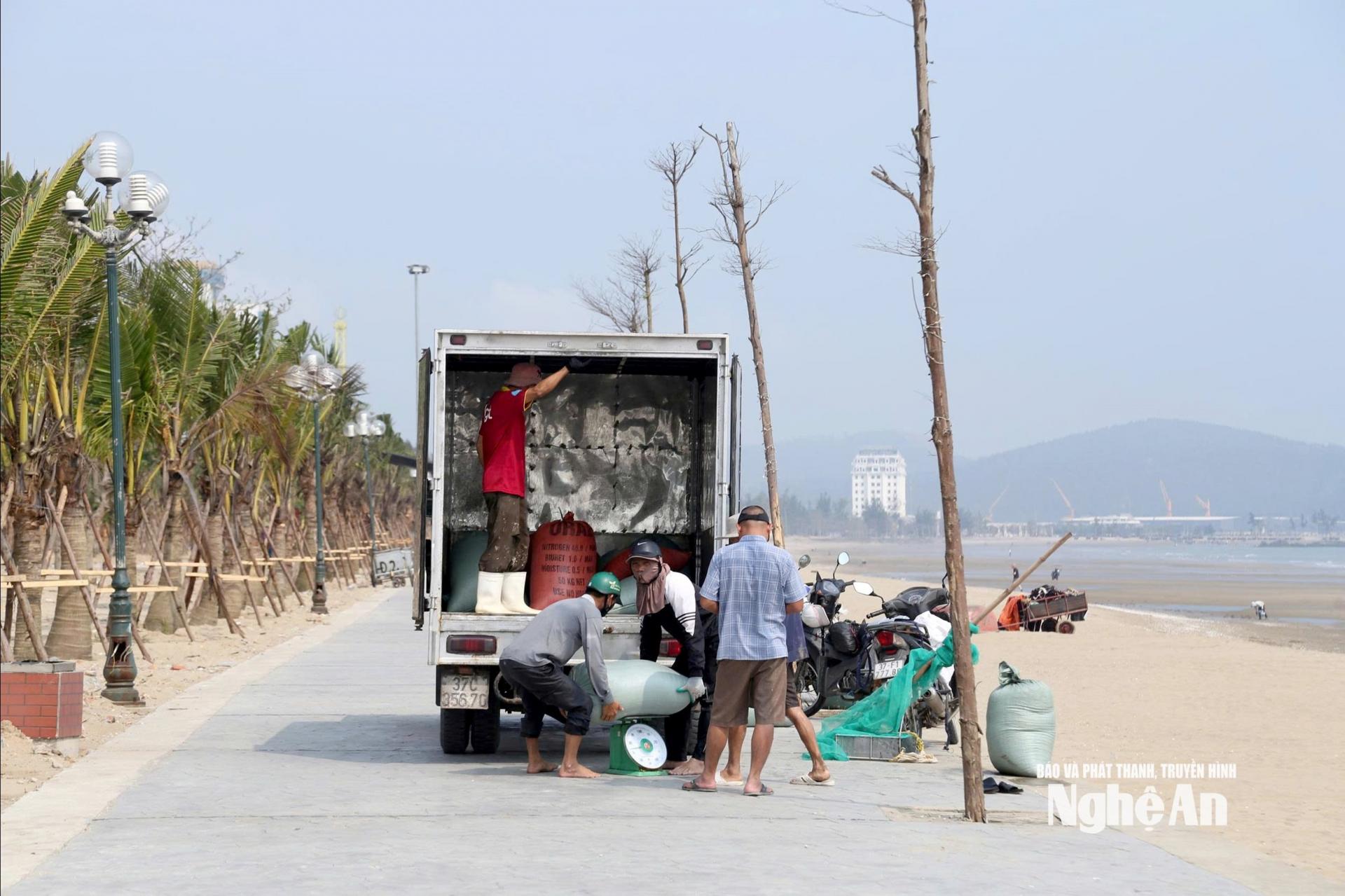 Thương lái thu mua ngao ngay trên biển, người dân có tiền tươi mỗi ngày. Ảnh: Q.A