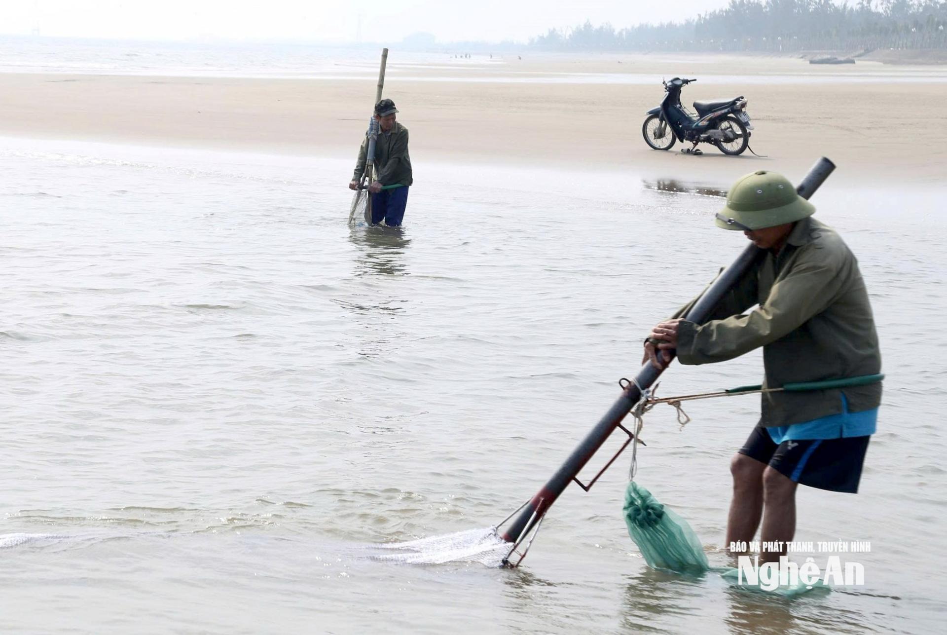 Người cào ngao phải ghì cào xuống lớp cát, đi giật lùi trên biển. Ảnh: Q.A