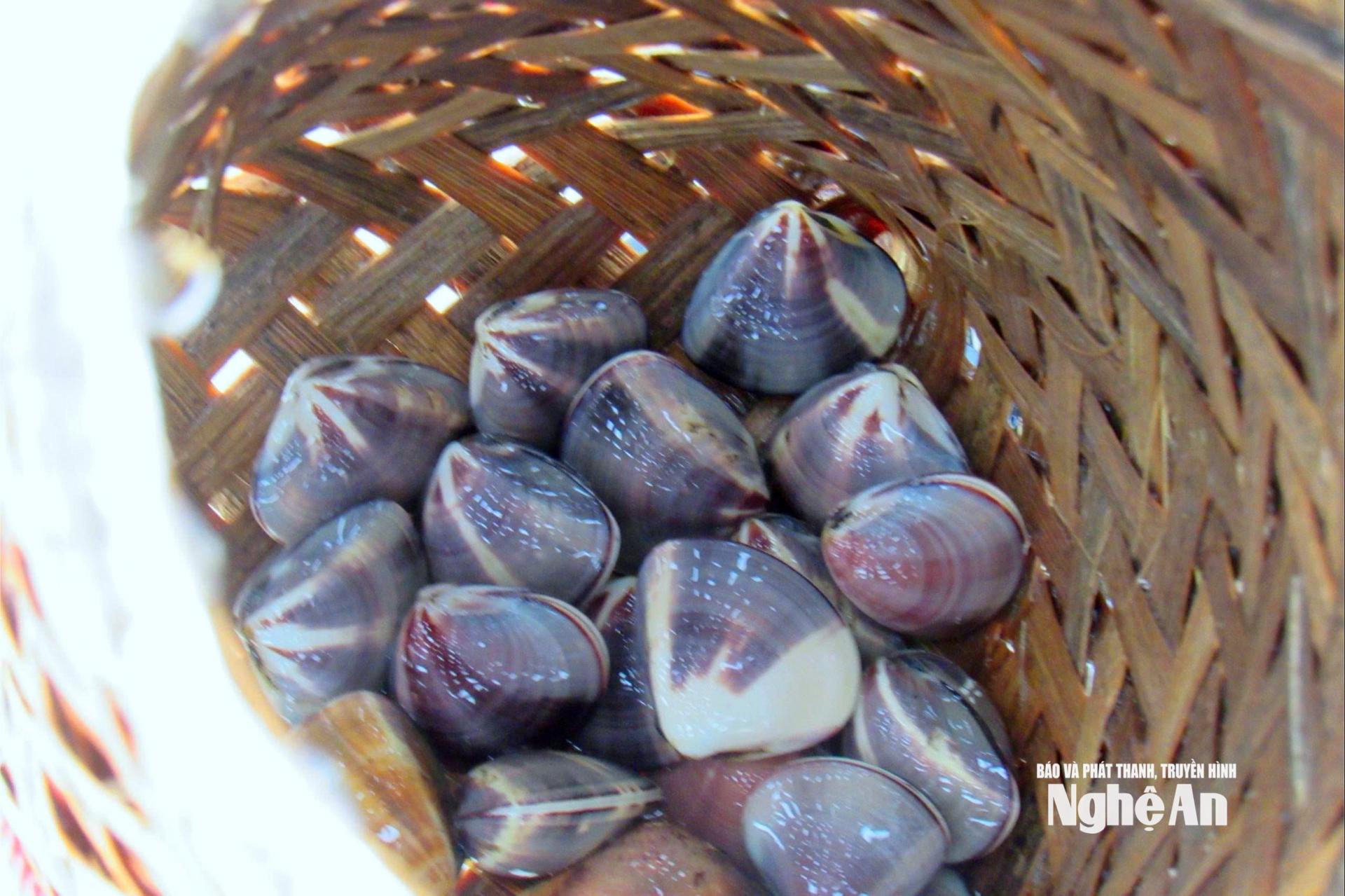 Những con ngao tươi rói được bắt lên. Ảnh: Q.A