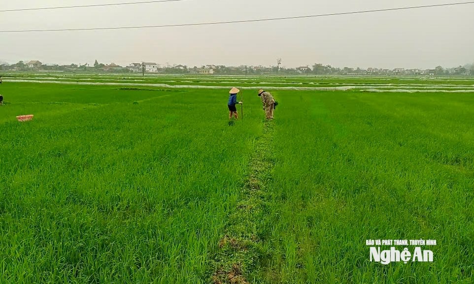 Trên 180 ha lúa ở xã Cát Ngạn bị thiếu nước do Trạm bơm Cát Văn đang tạm dừng hoạt động. Ảnh: Văn Trường