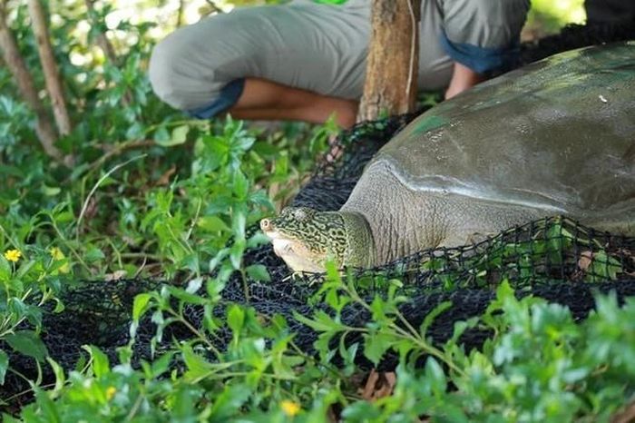 Cá thể rùa ở hồ Đồng Mô được bẫy bắt năm 2020 (Ảnh: Chương trình bảo tồn rùa Châu Á)
