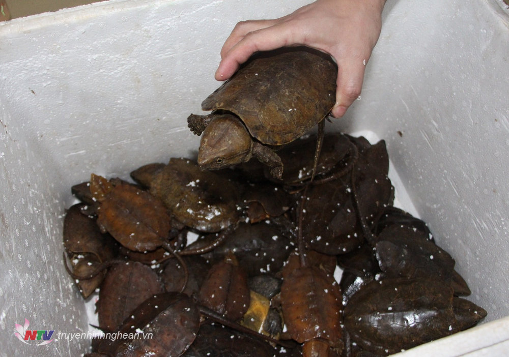 Cơ quan Công an phát hiện 72 cá thể động vật nhóm IB, thuộc loài nguy cấp, quý hiếm được ưu tiên bảo vệ. Trong đó có nhiều cá thể rùa đầu to còn sống. 