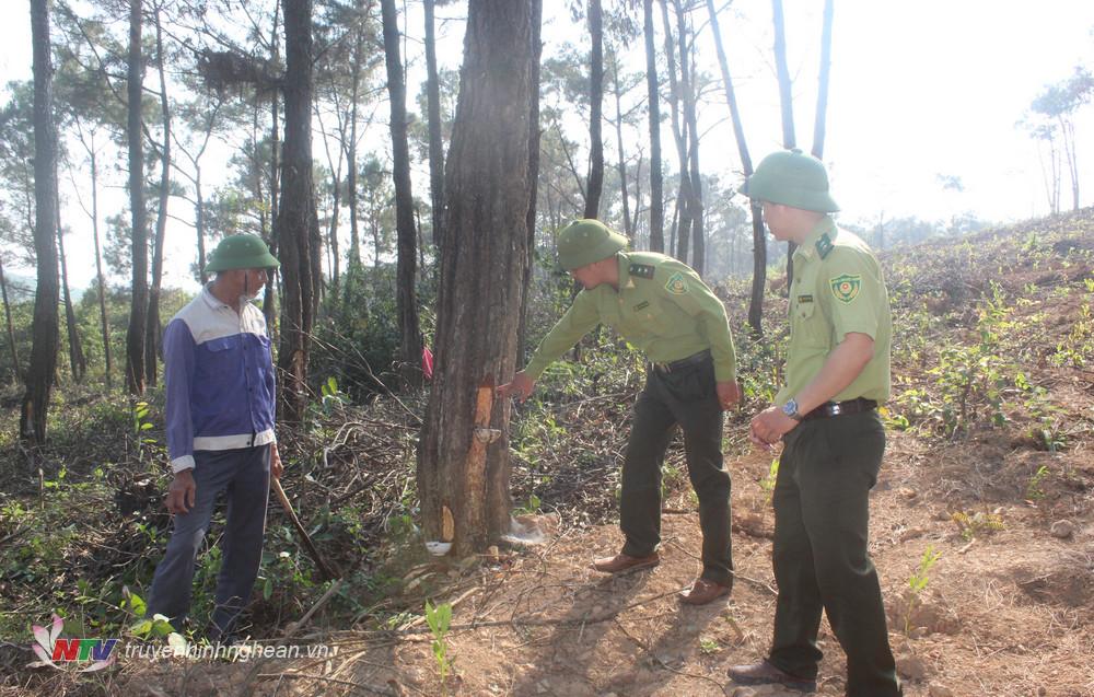 Ông Nguyễn Đình Trọng, ở thôn 11, xã Quỳnh Tân phát dọn lau lách, thực bì ở cánh rừng thông của gia đình.